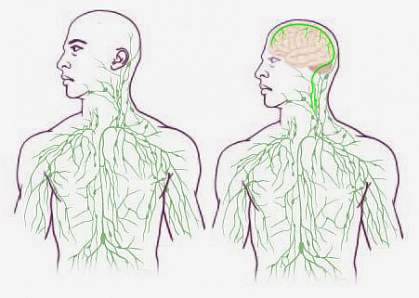 brain lymph