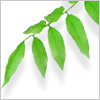 1206 id 15886