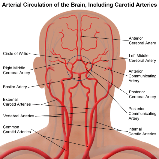 arterial circulation of the brain id 19977